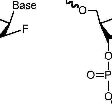 Mechanism of acid-catalyzed depurination and cleavage in DNA, shown for... | Download Scientific ...