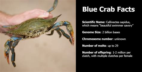 Blue Crab Facts : Crab Blue Sapidus Callinectes Its Carapace Mottled Sapphire Claws Tinted Named ...