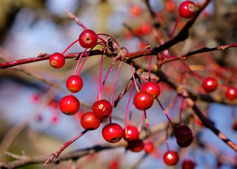 45 Crabapple Tree Varieties For You To Consider - Minneopa Orchards