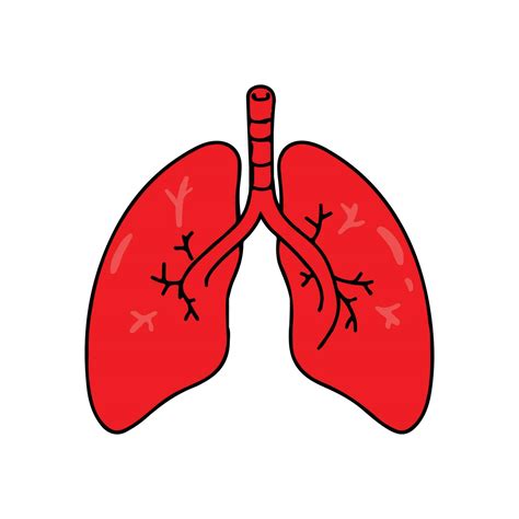 Lungs Diagram Vector File 23179713 Vector Art at Vecteezy