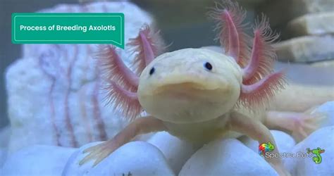 Breeding Axolotls For Profit: [Commercial Axolotl Breeding]