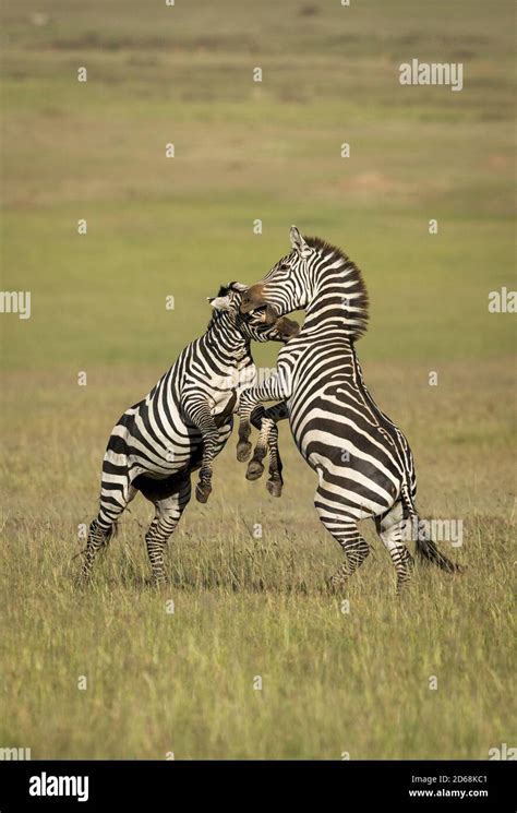 Zebra zebras fighting biting hi-res stock photography and images - Alamy