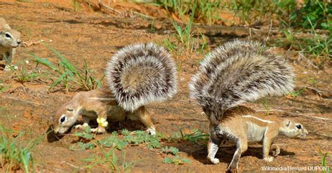 Survival ability of animals in the desert