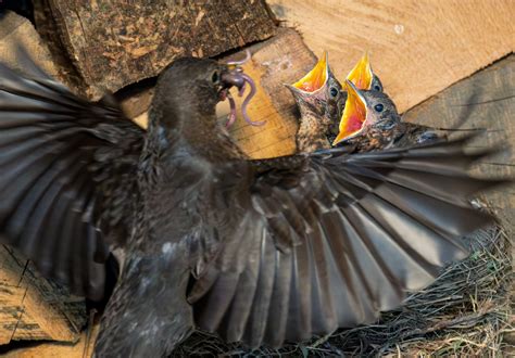 Stunning photos capture life cycle of blackbird family - Talker