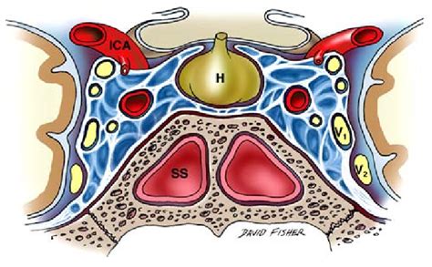 Brain Anatomy Cavernous Sinus