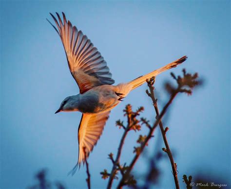 Scissor tail bird just at sunset. This was taken with a Nikon d750 600mm . Lake Thunderbird ...