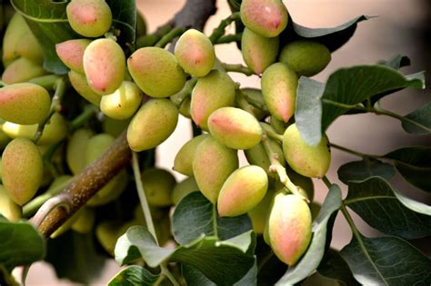 Pistachio Trees - Louie's Nursery & Garden Center - Riverside CA