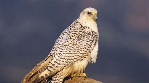 Gyrfalcon | bird | Britannica