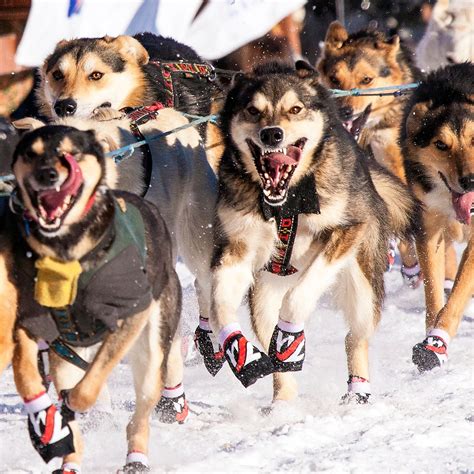 How Many Dogs Make Up A Sled Team