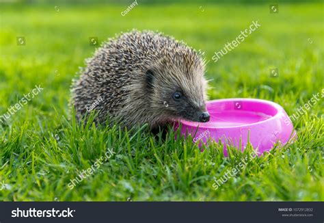 7,023 Young Hedgehog Garden Images, Stock Photos & Vectors | Shutterstock