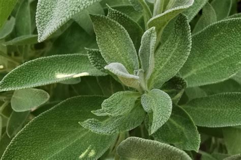 Sage (Salvia officinalis): Growing, Caring, and Harvesting Indoors ...