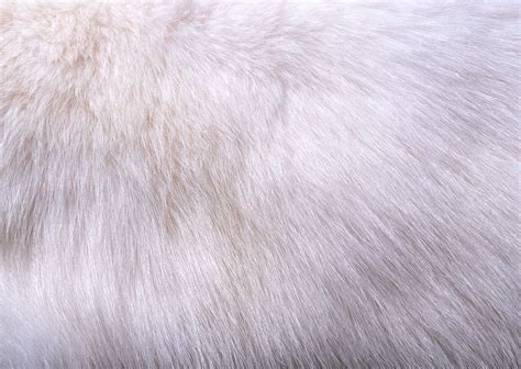 White Fur Wallpapers - Top Free White Fur Backgrounds - WallpaperAccess