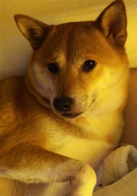 Funny shiba inu face :) #shibainu | 柴犬, 犬, 動物