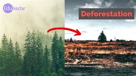 Causes Of Deforestation Images