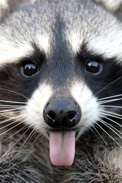 Download Animal Raccoon Gif