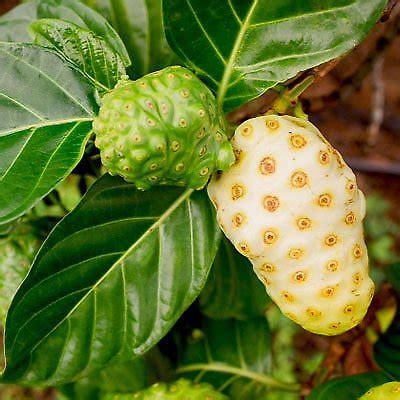 M-Tech Gardens Sweet Rare" Noni Fruit Plant" Cheese Fruits 1 Healthy ...