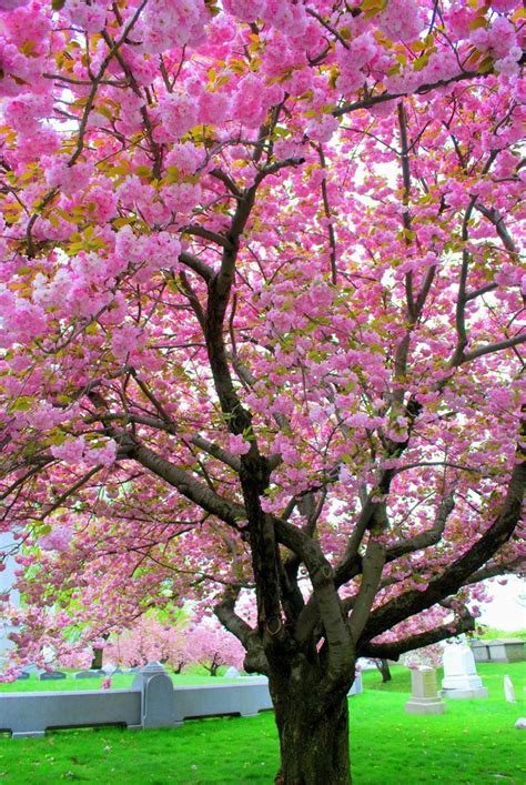 Pink Saturday - Pink Trees | Spring tree, Pink trees, Tree