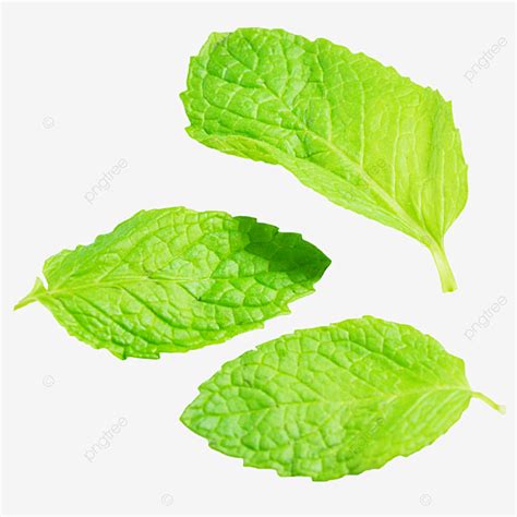 Three Mint Leaves, Three Pieces, Mint, Leaf PNG Transparent Image and ...