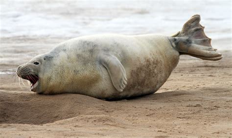 Funny seal | They are so funny | Victor | Flickr