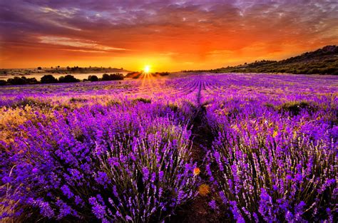 Summer Lavender Wallpapers - Wallpaper Cave