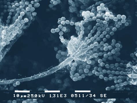 Fungal Spores