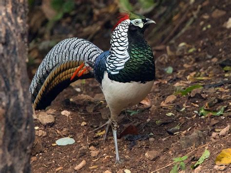 Lady Amherst's Pheasant - eBird