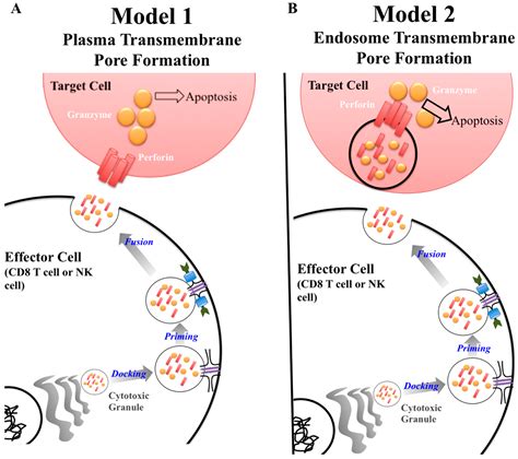 IJMS | Free Full-Text | Finding a Balance between Protection and Pathology: The Dual Role of ...