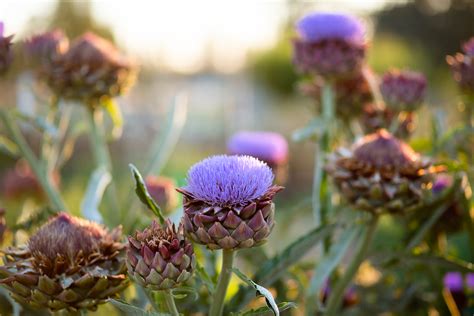 Why You Should Let Your Artichoke Bloom - GREY & BRIANNA