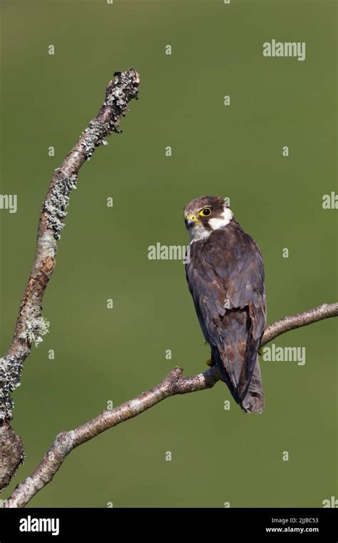 Eurasian hobby Falco subbuteo (captive), juvenile perched on branch ...