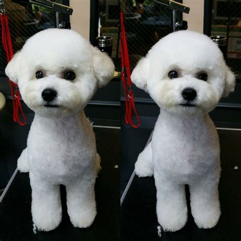 Poodle tight bichon head Dog Grooming Styles, Poodle Grooming, Grooming ...