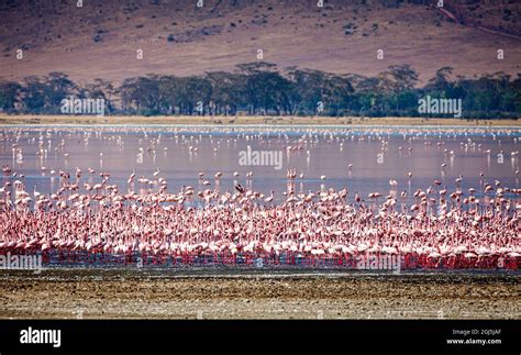 Lesser flamingos rest and feed in Lake Magadi inside Ngorongoro Crater ...