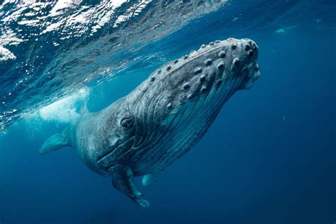 Humpback whale charges swimmers in Australia, sends two to hospital | Live Science