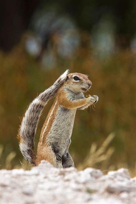 South African Ground Squirrel Photograph by David Hosking - Pixels