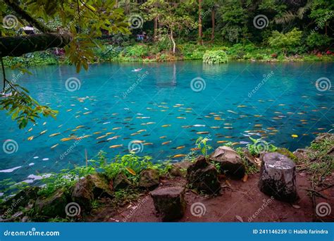 Situ Cipanten of Majalengka. Beautiful Blue Lakes in the Forest with Green Trees. Spot Tourism ...