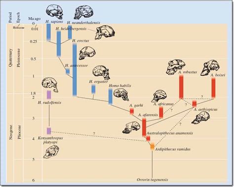 Mankind and its Relatives - Modern Homo Species