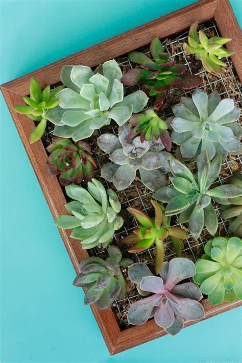 Vertical Garden - DIY Succulent Wall Planter