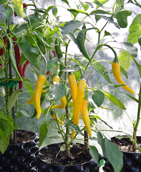 Green Chilli Plant In Pot