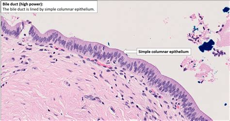 Bile duct – Normal Histology – NUS Pathweb :: NUS Pathweb