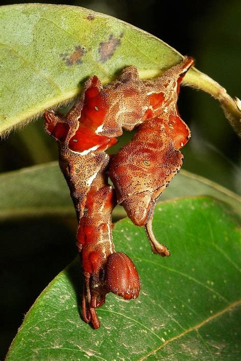 Lobster Moth Caterpillar (Stauropus sp., Notodontidae) | Moth ...