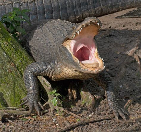 10,200+ Alligator Teeth Stock Photos, Pictures & Royalty-Free Images - iStock