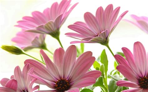 Pink Daisies wallpaper | 1920x1200 | #31331