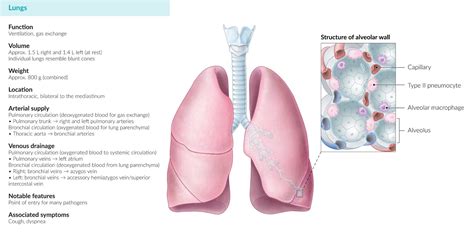 Lung Parenchyma Anatomy