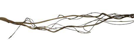 Jungle Vines Natural Twigs and Rustic Branches PNG Cutout | PNG All