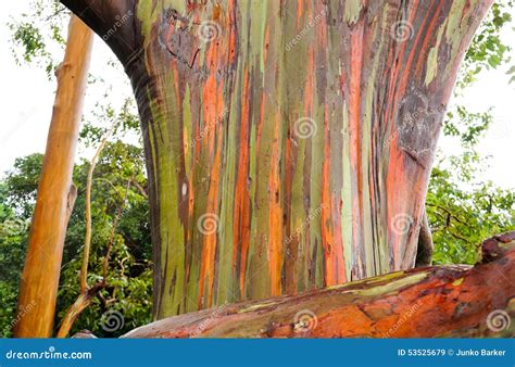 Rainbow Eucalyptus Trees, Maui, Hawaii, USA Stock Photo - Image: 53525679