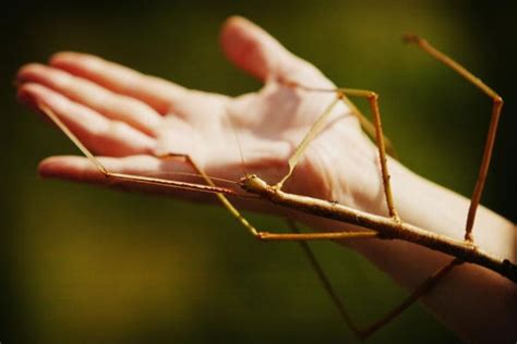 Check Out These Photos of the World's Largest Stick Bug - Heads Up by ...