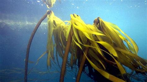 Bull Kelp – "OCEAN TREASURES" Memorial Library