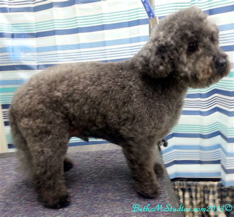 Buzz (Bichon/Poodle) After Breed Style Groom http://www ...