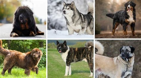 Working Dog Breeds: Farming, Guard, Hunting, Rescue & More - Links 4 Net