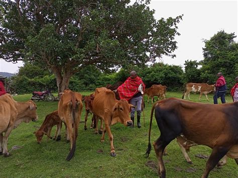 Kenya in a race against time to restock Sahiwal cattle breed - PanAfrican Agriculture