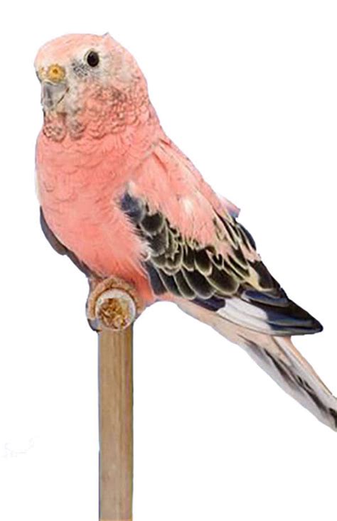 Rosy Bourke Parakeet | The Animal Store